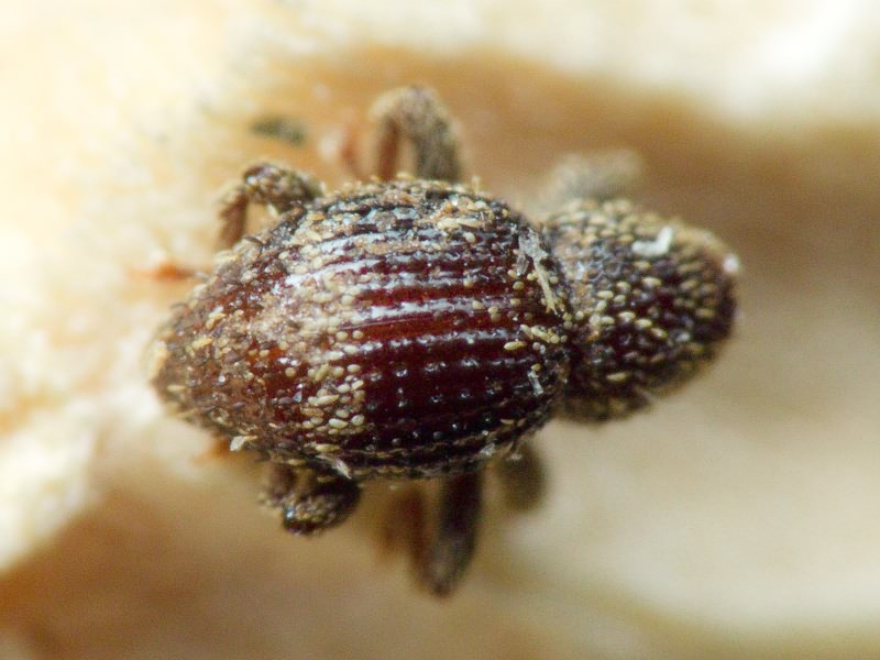 Acalles (Acalles) echinatus (Germar, 1824)